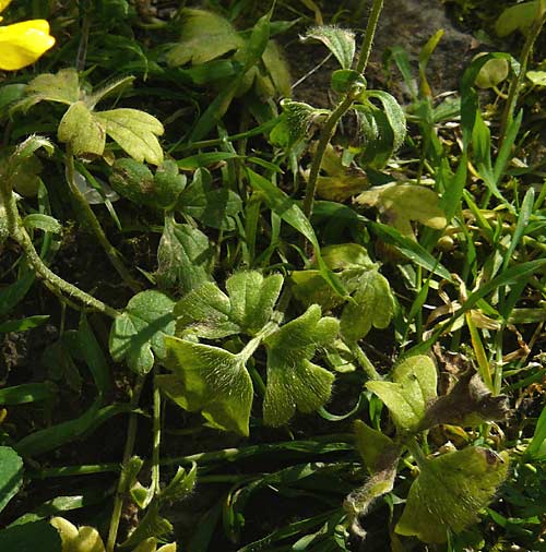 Ranunculus reuterianus \ Reuters Hahnenfu� / Reuter's Buttercup, Lesbos Agiasos 15.4.2014