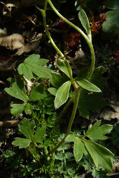 Ranunculus reuterianus \ Reuters Hahnenfu� / Reuter's Buttercup, Lesbos Agiasos 15.4.2014