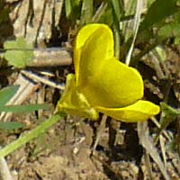 Ranunculus velutinus \ Samtiger Hahnenfu� / Velvet Buttercup, Lesbos Asomatos 24.4.2014