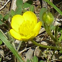 Ranunculus velutinus \ Samtiger Hahnenfu� / Velvet Buttercup, Lesbos Asomatos 24.4.2014