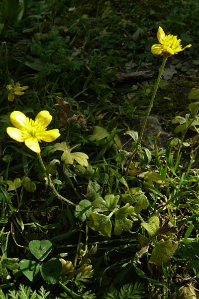 Ranunculus reuterianus \ Reuters Hahnenfu� / Reuter's Buttercup, Lesbos Agiasos 15.4.2014