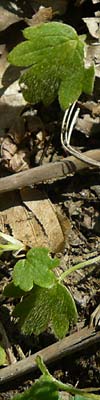 Ranunculus reuterianus \ Reuters Hahnenfu� / Reuter's Buttercup, Lesbos Agiasos 15.4.2014