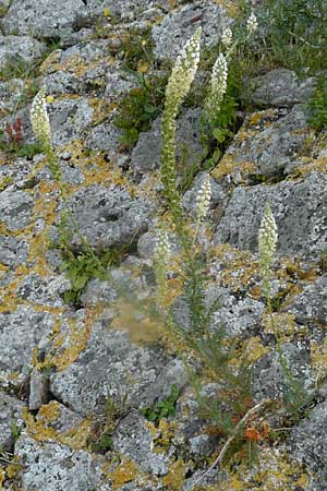 Reseda alba \ Weie Resede / White Mignonette, Lesbos Molyvos 19.4.2014