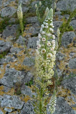 Reseda alba \ Weie Resede / White Mignonette, Lesbos Molyvos 19.4.2014