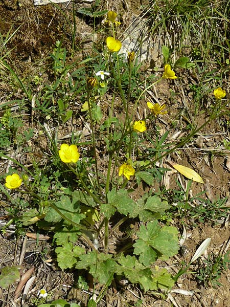 Ranunculus velutinus \ Samtiger Hahnenfu� / Velvet Buttercup, Lesbos Asomatos 24.4.2014