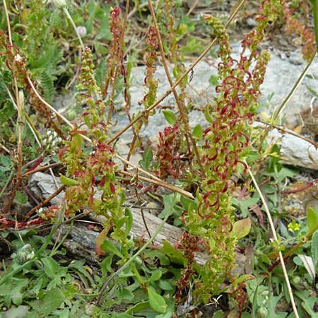 Rumex bucephalophorus \ Stierkopf-Ampfer / Horned Dock, Lesbos Asomatos 17.4.2014