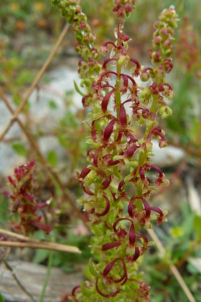 Rumex bucephalophorus \ Stierkopf-Ampfer / Horned Dock, Lesbos Asomatos 17.4.2014