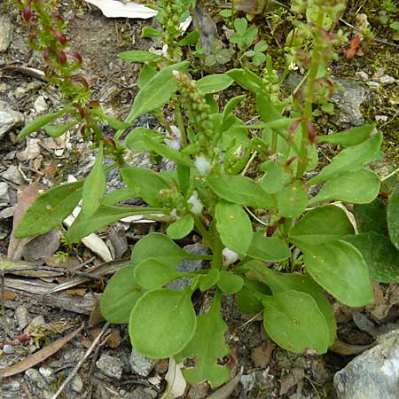 Rumex bucephalophorus \ Stierkopf-Ampfer / Horned Dock, Lesbos Asomatos 17.4.2014