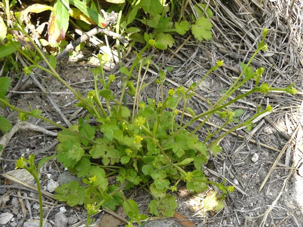 Ranunculus chius \ Chios-Hahnenfu� / Eastern Buttercup, Lesbos Lisvori 16.4.2014
