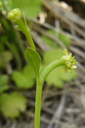 Ranunculus chius \ Chios-Hahnenfu� / Eastern Buttercup, Lesbos Lisvori 16.4.2014