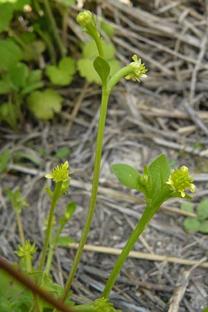 Ranunculus chius \ Chios-Hahnenfu� / Eastern Buttercup, Lesbos Lisvori 16.4.2014
