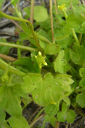 Ranunculus chius \ Chios-Hahnenfu� / Eastern Buttercup, Lesbos Lisvori 16.4.2014