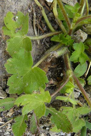 Ranunculus chius \ Chios-Hahnenfu� / Eastern Buttercup, Lesbos Lisvori 16.4.2014