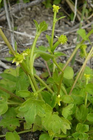 Ranunculus chius \ Chios-Hahnenfu� / Eastern Buttercup, Lesbos Lisvori 16.4.2014