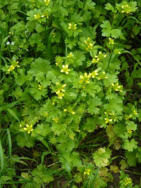 Ranunculus muricatus \ Stachelfr&uuml;chtiger Hahnenfu� / Rough-Fruited Buttercup, Lesbos Asomatos 17.4.2014