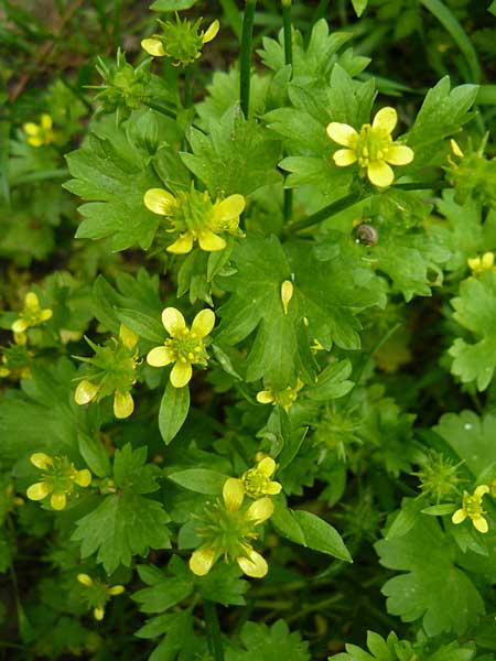 Ranunculus muricatus \ Stachelfr&uuml;chtiger Hahnenfu� / Rough-Fruited Buttercup, Lesbos Asomatos 17.4.2014