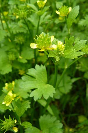 Ranunculus muricatus \ Stachelfr&uuml;chtiger Hahnenfu� / Rough-Fruited Buttercup, Lesbos Asomatos 17.4.2014