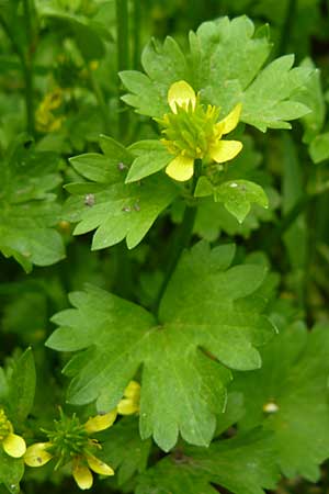 Ranunculus muricatus \ Stachelfr&uuml;chtiger Hahnenfu� / Rough-Fruited Buttercup, Lesbos Asomatos 17.4.2014