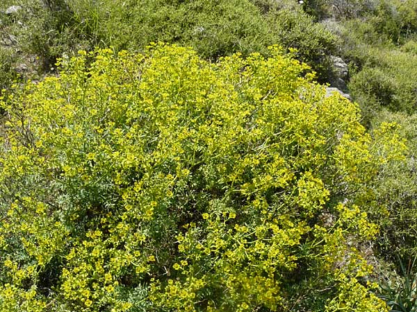 Ruta chalepensis \ Gefranste Raute, Aleppo-Raute / Egyptian Rue, Lesbos Molyvos 19.4.2014