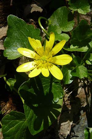 Ficaria grandiflora \ Grobltiges Scharbockskraut / Large-Flowered Celandine, Lesbos Agiasos 15.4.2014