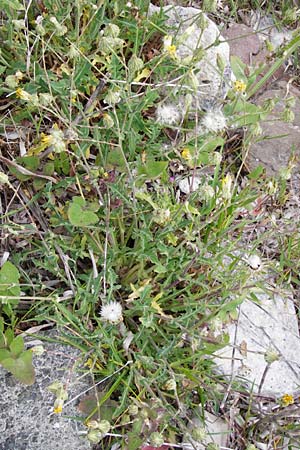 Reichardia picroides \ Bitterkraut-Reichardie, Lesbos Mytilini 13.4.2014