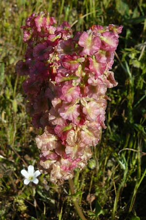 Rumex tuberosus subsp. creticus \ Kretischer Sauer-Ampfer / Cretan Dock, Tuberous-Rooted Dock, Lesbos Sigri 14.4.2014