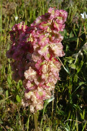 Rumex tuberosus subsp. creticus \ Kretischer Sauer-Ampfer / Cretan Dock, Tuberous-Rooted Dock, Lesbos Sigri 14.4.2014