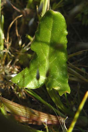 Rumex tuberosus subsp. creticus \ Kretischer Sauer-Ampfer / Cretan Dock, Tuberous-Rooted Dock, Lesbos Sigri 14.4.2014