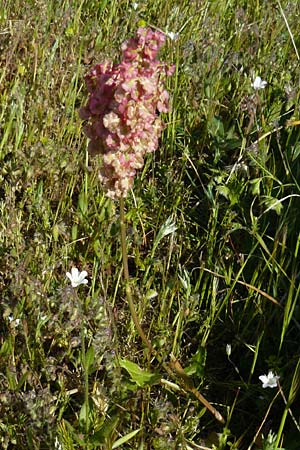 Rumex tuberosus subsp. creticus \ Kretischer Sauer-Ampfer / Cretan Dock, Tuberous-Rooted Dock, Lesbos Sigri 14.4.2014
