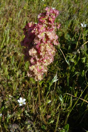 Rumex tuberosus subsp. creticus \ Kretischer Sauer-Ampfer / Cretan Dock, Tuberous-Rooted Dock, Lesbos Sigri 14.4.2014