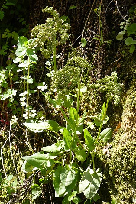 Rumex tuberosus subsp. creticus \ Kretischer Sauer-Ampfer / Cretan Dock, Tuberous-Rooted Dock, Lesbos Agiasos 15.4.2014