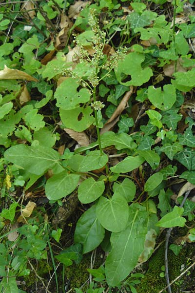 Rumex acetosa \ Groer Sauer-Ampfer, Wiesen-Sauer-Ampfer / Common Sorrel, Lesbos Agiasos 24.4.2014
