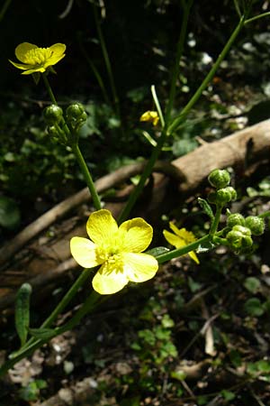 Ranunculus velutinus \ Samtiger Hahnenfu� / Velvet Buttercup, Lesbos Agiasos 15.4.2014
