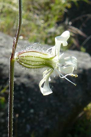 Silene dichotoma \ Gabel-Leimkraut / Forked Catchfly, Lesbos Andissa 14.4.2014