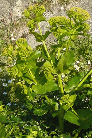 Smyrnium creticum \ Kretische Gelbdolde / Cretan Alexanders, Lesbos Sigri 14.4.2014