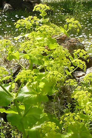 Smyrnium rotundifolium \ Rundbl&auml;ttrige Gelbdolde / Round-Leaved Alexanders, Lesbos Vasilika 21.4.2014