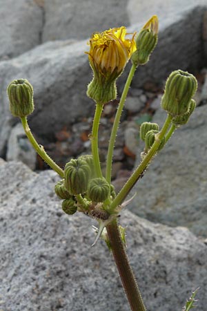 Sonchus asper \ Raue Gnsedistel / Prickly Sow-Thistle, Lesbos Molyvos 19.4.2014
