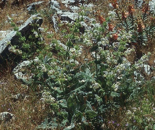 Salvia argentea \ Silberblatt-Salbei / Silver Sage, Lesbos Agiasos 23.5.1995