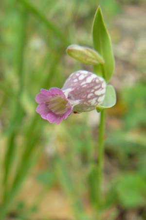 Silene behen \ Haarloses Leimkraut / Hairless Catchfly, Lesbos Asomatos 17.4.2014