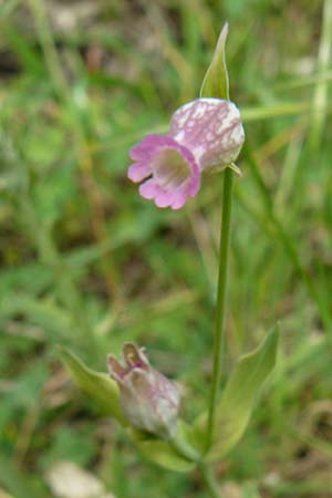 Silene behen \ Haarloses Leimkraut / Hairless Catchfly, Lesbos Asomatos 17.4.2014