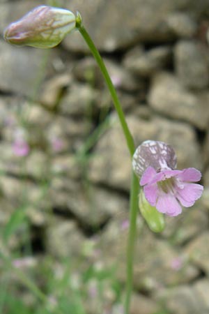 Silene behen \ Haarloses Leimkraut / Hairless Catchfly, Lesbos Plomari 20.4.2014