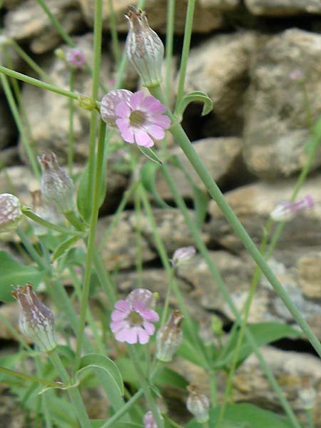 Silene behen \ Haarloses Leimkraut / Hairless Catchfly, Lesbos Plomari 20.4.2014