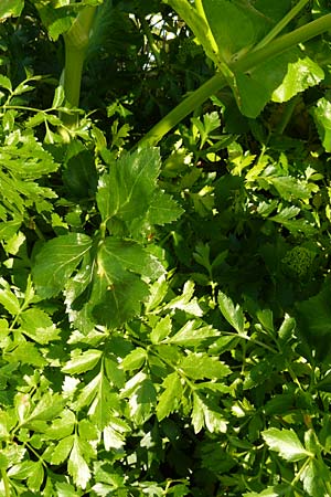 Smyrnium creticum \ Kretische Gelbdolde / Cretan Alexanders, Lesbos Sigri 14.4.2014
