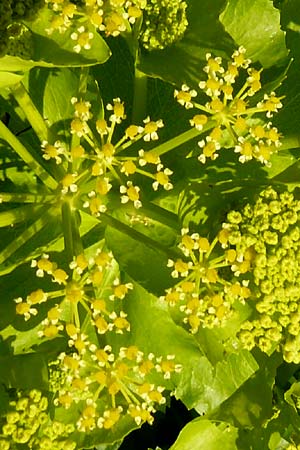Smyrnium creticum \ Kretische Gelbdolde / Cretan Alexanders, Lesbos Sigri 14.4.2014