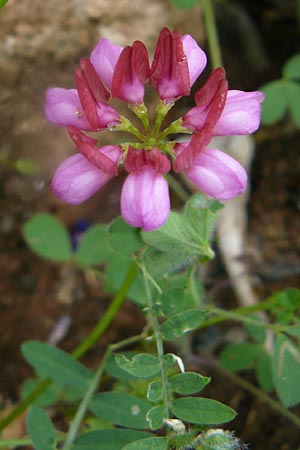 Securigera parviflora \ Kleinbltige Beilwicke, Lesbos Polichnitos 21.4.2014