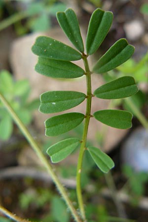 Securigera parviflora \ Kleinbltige Beilwicke, Lesbos Polichnitos 21.4.2014
