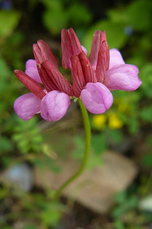Securigera parviflora \ Kleinbltige Beilwicke, Lesbos Polichnitos 21.4.2014