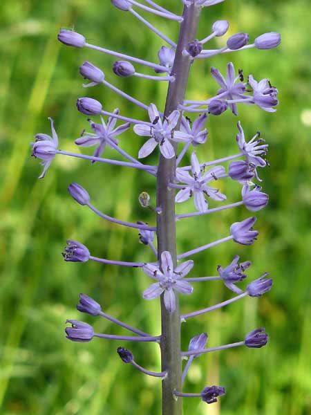 Scilla hyacinthoides \ Hyazinthen-Blaustern / Hyacinth Squill, Wood Squill, Lesbos Asomatos 24.4.2014