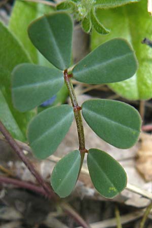 Securigera parviflora \ Kleinbltige Beilwicke, Lesbos Plomari 20.4.2014
