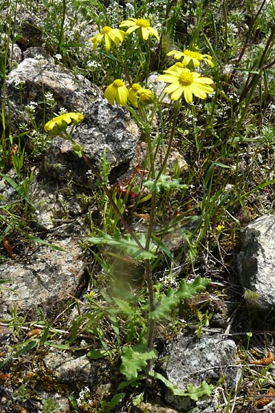 Senecio vernalis \ Frhlings-Greiskraut / Eastern Groundsel, Lesbos Vasilika 21.4.2014